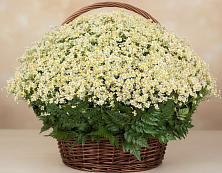 Цветочная композиция из Ромашки в корзине #REPLACE_PRED# Свободе