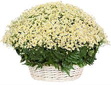 Цветочная композиция из Ромашки в корзине #REPLACE_PRED# Свободе